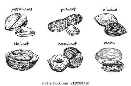 Set of nuts and seeds. Vector hand drawn objects. Nuts collection drawings. Sketches. Isolated on white. Elements for design.