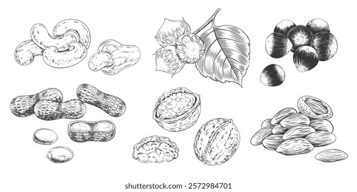 Set of nuts in sketch style. Collection of  hand drawn almond, cashew, hazelnut, peanut, walnut. Black and white engraved illustration