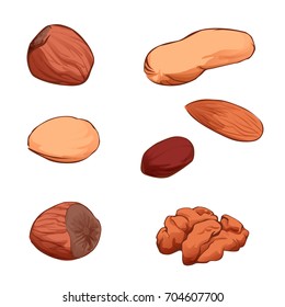 Set of nuts vector isolated on white background