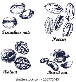 set of nuts,walnuts,pistachios,Brazil,pecans , hand drawing isolated on white background vector
