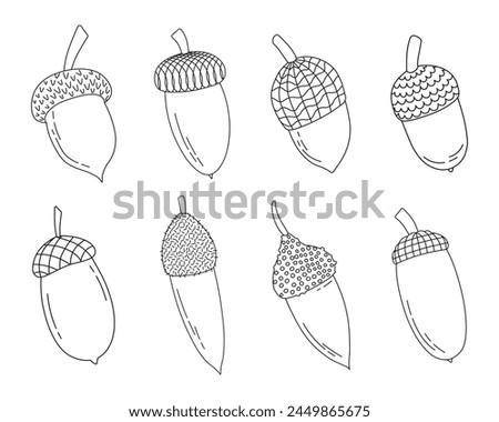 Set of oak acorns and caps, isolated vector