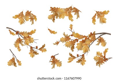 Set of oak autumn branches with leaves and acorns on white background. Vector illustration