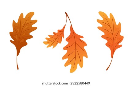 Set of oak autumn leaves. Element for design isolated on white background.