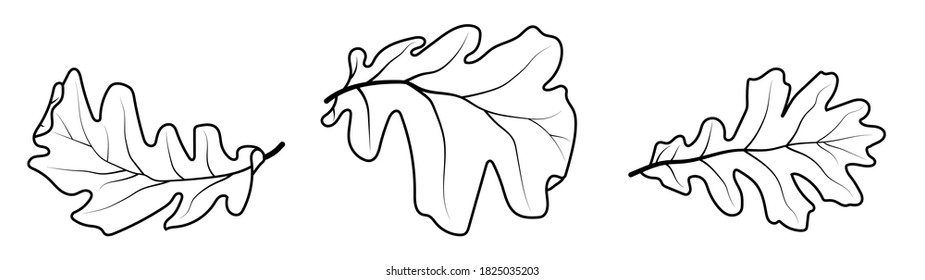 Set of oak autumn leaves. Oak Grove. Black and white vector in minimal style