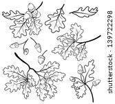Set oak branches with leaves and acorns, black contour on white background. Vector