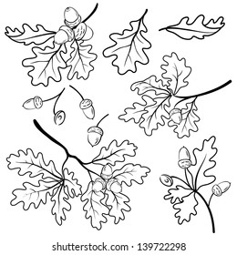 Set oak branches with leaves and acorns, black contour on white background. Vector