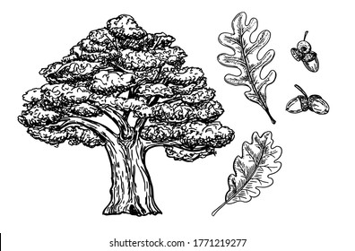 Set oak, oak branches with leaves and acorns, black contour on white background. Botanical sketch oak sketch. Vector