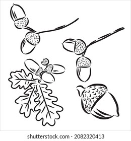 Set oak branches with leaves and acorns, black contour on white background. Vector