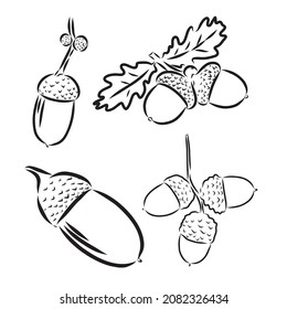 Set oak branches with leaves and acorns, black contour on white background. Vector