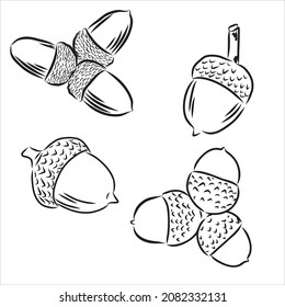 Set oak branches with leaves and acorns, black contour on white background. Vector