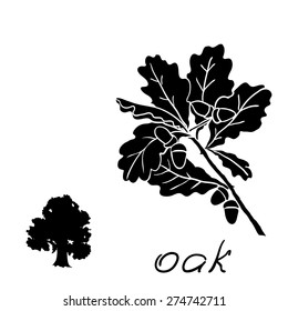 Set oak branches with leaves and acorns, black contour on white background. Vector illustration