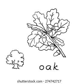 Set oak branches with leaves and acorns, black contour on white background. Vector illustration