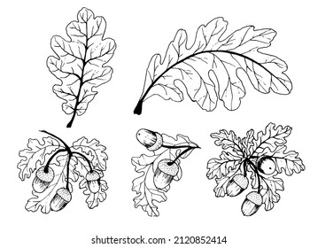 Set of oak branches, oak leaves in a linear style. Acorns. Artistic line. Elegant decorative beauty illustration for hand drawn floral design. Vector illustration.