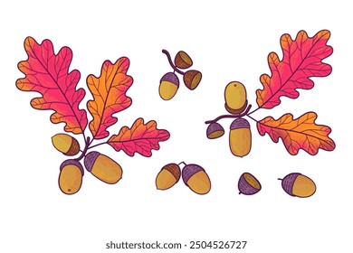 Set of oak branches, red leaves and acorns. Autumn leaves. Tree branch isolated on white