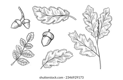 Reihe von Eichenblättern und Eichen handgezeichnet Vektorgrafik
