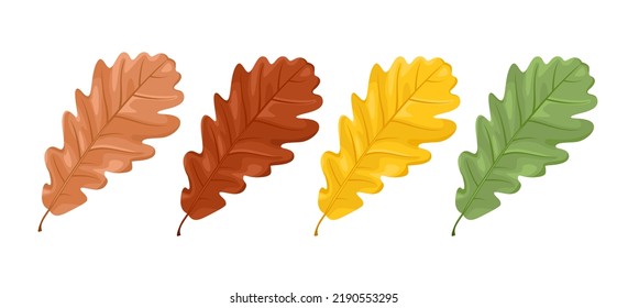 Set of oak leaves in brown, yellow, green and red color isolated on white background. Botanical vector cartoon illustration.