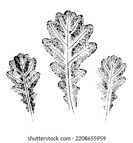 Eine Reihe von Eichenblättern. Tintendruck aus Blattstruktur einzeln auf weißem Hintergrund. Elemente für Naturdesign.