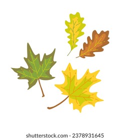 Set of oak and maple leaves. Vector isolated color illustration.