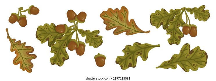 Set of oak tree branches with acorns and leaves.Vector graphics.
