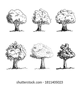 Set of oak trees hand drawn sketch style isolated on white background vector illustration eps 10 for design element nature decoration 
