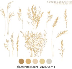 Conjunto de siluetas de avena, cebada y orejas de arroz. Paquete de alimentos naturales saludables, colección de logotipos de hierbas sobre fondo blanco. Ilustración del vector