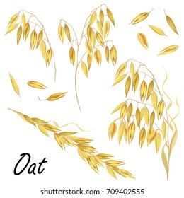 Set of oat ears and seeds. Hand drawn realistic vector illustrations isolated on white background.