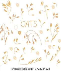 Set of oats in a flat style Isolated on a white background. Oat illustration, oatmeal flake and oat ear. Ears of wheat. Stalks of oats.