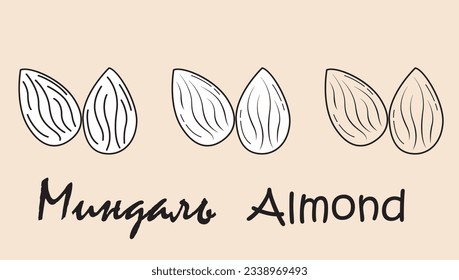 A set of objects depicting a almond with the inscription "almond" in Russian and English. Simple vector illustration, eps