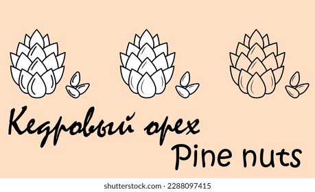 A set of objects depicting a pine nut with the inscription "pine nut" in Russian and English. Simple vector illustration, eps