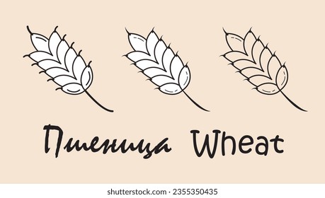 Un conjunto de objetos que representan un trigo con la inscripción "trigo" en ruso e inglés. Ilustración vectorial simple, eps