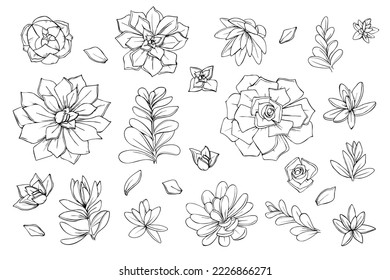 set of objects flowers succulents cacti graphics sketch