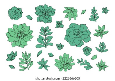 set objects of flowers succulents graphics green