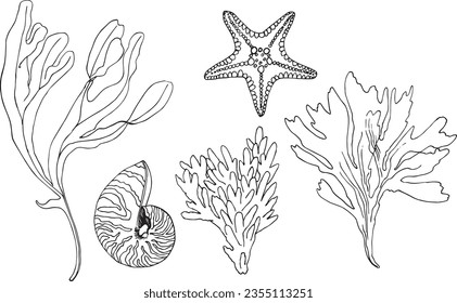 Conjunto de objetos sobre un tema marino, tropical. Pescado, pez estrella, conchas, corales, algas, vector de ilustración dibujado a mano. La decoración y el diseño Aislado.