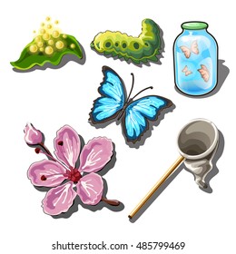 The set of objects on the subject of catching butterflies isolated on white background. Vector illustration.