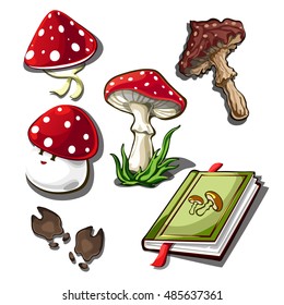 The set of objects on the subject of picking mushrooms isolated on a white background. Amanita poisonous mushroom. Vector illustration.

