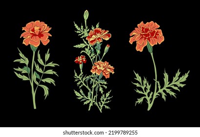 Set of October birth month flower Marigold colorful vector illustrations. Botanical plant hand drawn outline colored sketch. Perfect for modern jewelry, logo, tattoo, prints, invitations, wall arts