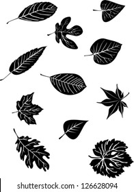 Set od various tree leaves