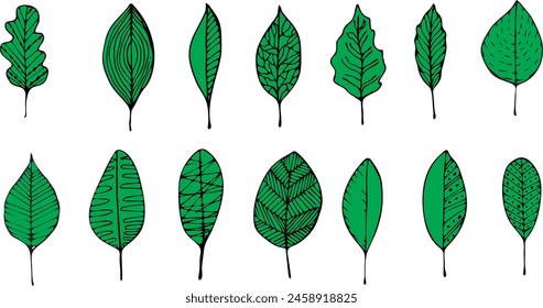 Set od various tree leaves. Vector illustration collection.