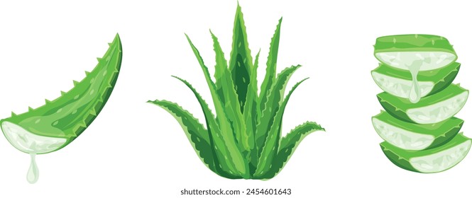 Set ofAloe Vera plant isolated on white background. Alternative medicine. Wellness and beauty product. Vector illustration.