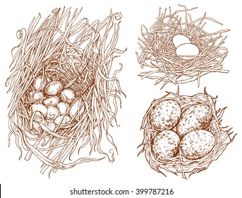 Set off nests with eggs - hand drawn vector illustration, isolated on white