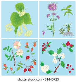 Set of official plants- linden, valerian, dog rose, hawthorn