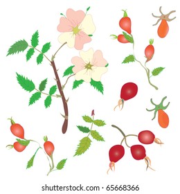 Set of officinal briers- berries and flowers