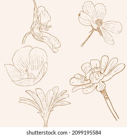 set of-line art botanical drawing 
