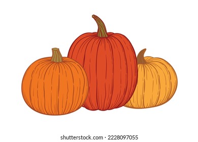 Set ofpumpkins hand drawn sketch vector illustration on white background for Halloween and Thansgiving.