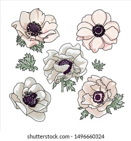 Poner anémonas dibujadas a mano para el diseño de ramos florales: flor de cera pálida crema de crema de melocotón rosa jardín, anémona con hojas verdes Vector de matrimonio invitar la tarjeta contorno elementos de color de agua.
