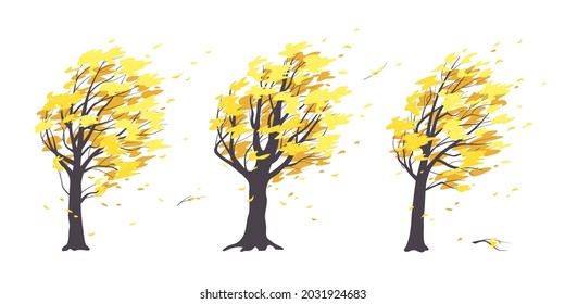 Set of old trees with dark trunks and yellow leaves isolated on white. Autumn season. Deciduous tree in the fall, blowing wind, windy weather. Simple vector illustration in flat cartoon style.
