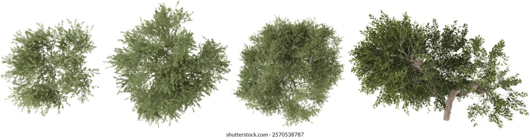 set of Olea Trees on transparent background from the top view