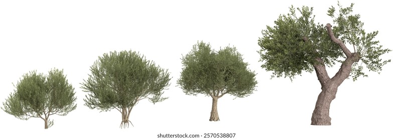 set of Olea Trees on transparent background