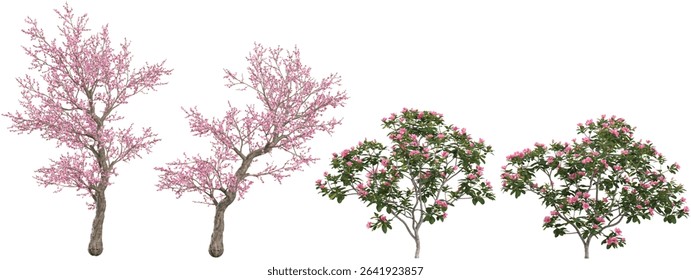 set of Oleander,Cherry blossom trees on transparent background