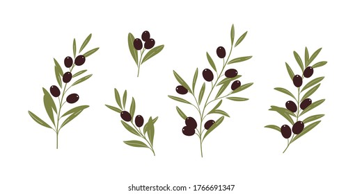 Set of olive branch. Flat vector illustration.